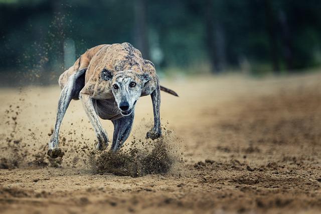 Dog Sprints: Enjoy Outdoor Fun with Your Dog through Sprinting!