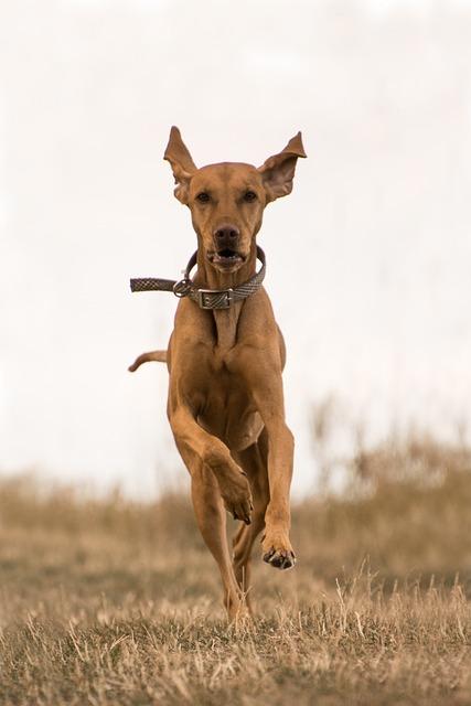 4. Essential Gear for Dog Sprints: Ensuring Safety and Comfort in Every Run