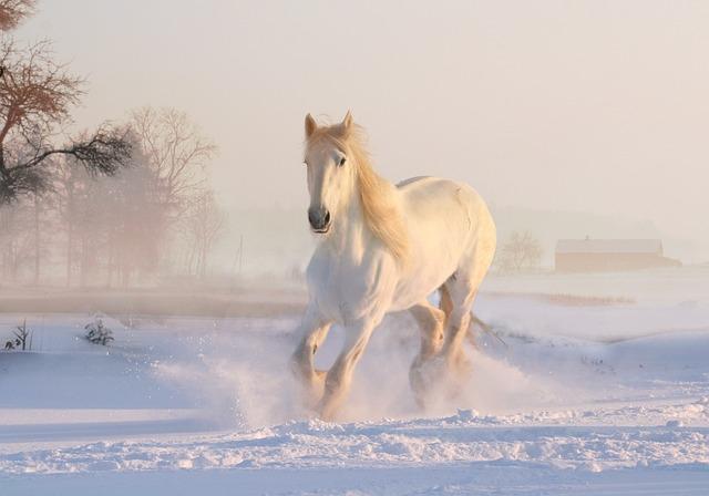7. From Horses to Humans: Adapting a​ Trough for Ice‌ Baths at Home